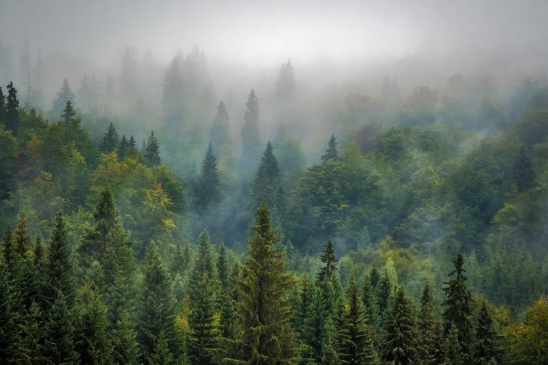 Black Forest, Germany
